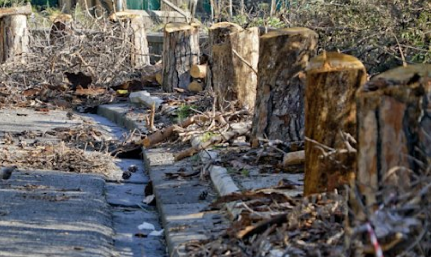 Posillipo, continua la strage degli alberi: la denuncia dei residenti ai carabinieri