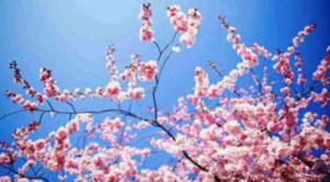 Piccoli poeti crescono, ecco la "Solitudine primaverile" di Pasquale Salemme