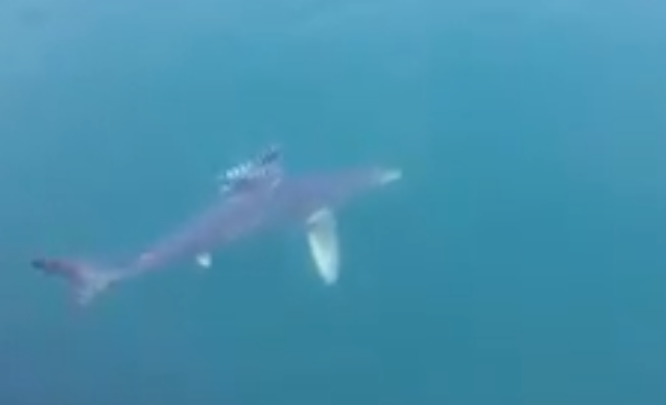 Pozzuoli, avvistato uno squalo nelle acque del Golfo