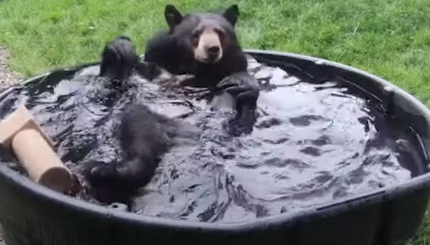 L'orso che si diverte mentre fa il bagno, il video che ha conquistato i social