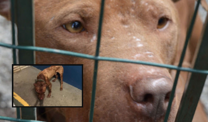 Scoperta 'prigione' per pitbull nel casertano: gli animali usati per i combattimenti