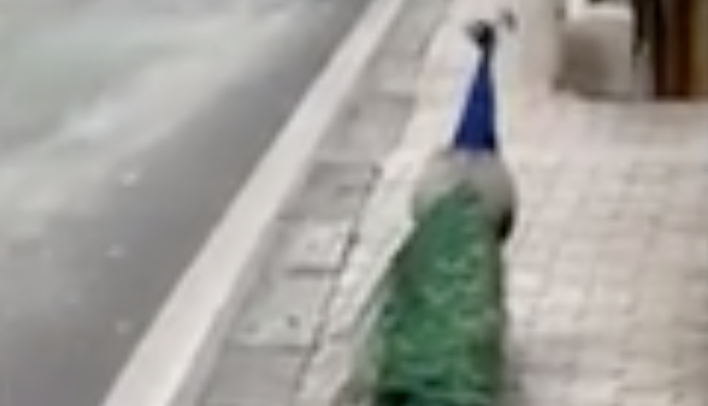 Pavone passeggia a Sorrento, spettacolo in strada