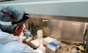 Covid in Campania, il bollettino