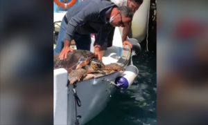Capri, tartaruga salvata in mare: il video che ha commosso il web