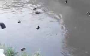 Sarno, in acqua galleggiano melanzane: il fiume come un 'minestrone' inquinato