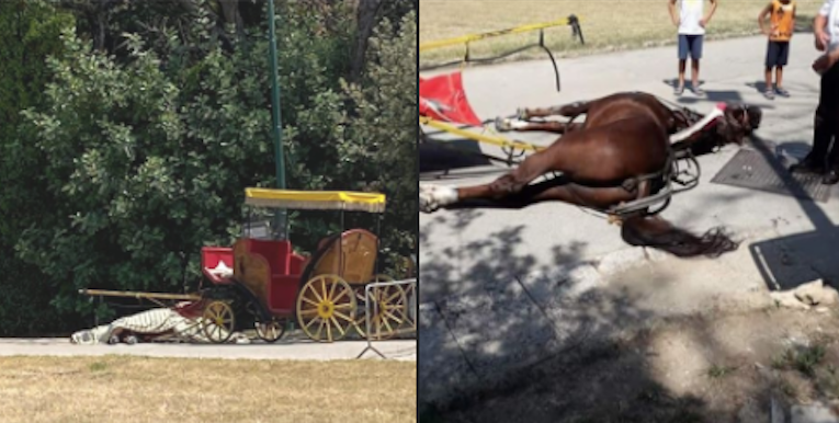 Reggia di Caserta, cavallo crolla al suolo mentre trasporta una carrozzella e muore