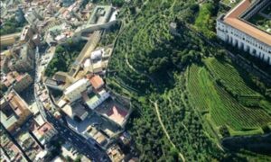 Vigne a Napoli