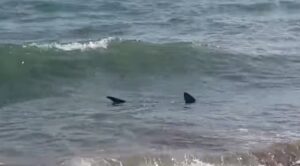 Napoli, avvistato uno squalo a largo di Nisida