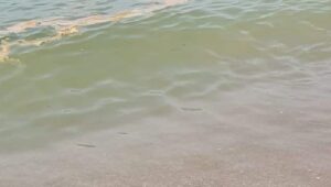 Mare marrone come una fogna, è allarme ambientale: scoppia la protesta