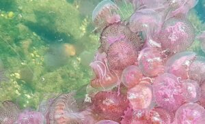 Posillipo, scatta l'allarme meduse alla Gaiola: "Portate il kit per le medicazioni"
