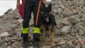 Addio a Falco, il cane-eroe che salvò 3 bambini a Rigopiano