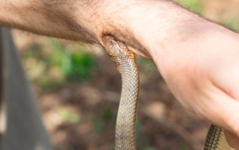 Paura in Cilento, 20enne morso da un serpente