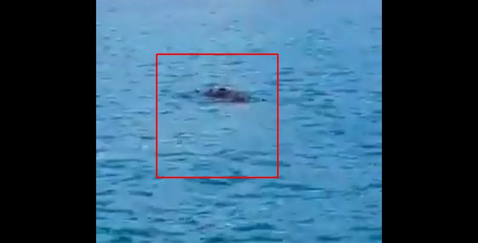 Cinghiale ferito da un cacciatore fugge nel mare a Salerno, il video è virale
