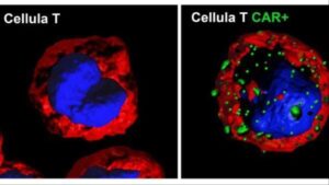 cellule riprogrammate