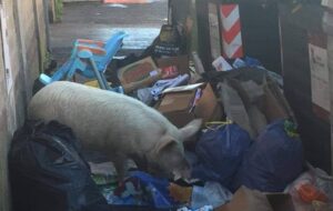 maiale tra i rifiuti a Roma