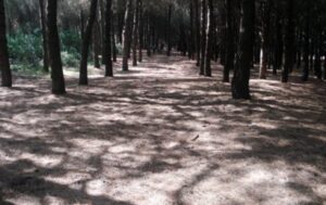 Scandalo in proivincia, quattro uomini sorpresi in atteggiamenti intimi in pineta