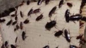 Giugliano: invasione di blatte e scarafaggi, pericolo igiene