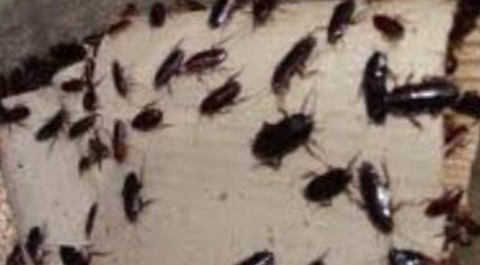 Giugliano: invasione di blatte e scarafaggi, pericolo igiene