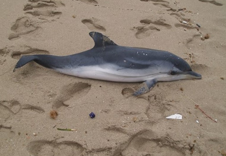 Ritrovamento choc a Procida, delfino morto sulla spiaggia