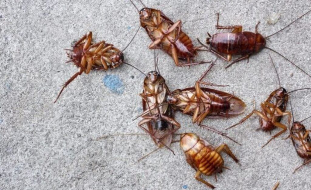 Con l'arrivo del caldo è invasione di blatte a Napoli: la denuncia dei cittadiniCon l'arrivo del caldo è invasione di blatte a Napoli: la denuncia dei cittadini