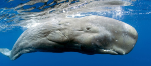 Insolito avvistamento nel Golfo di Napoli, capodoglio nelle acque di Massa