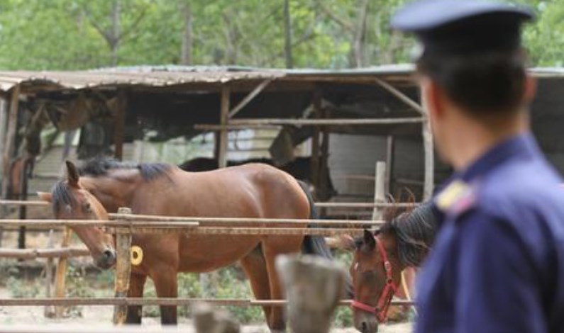 Maneggio degli orrori, la testimonianza: "Vedevo che toccava le bambine"