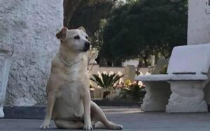 Addio Nicoletta, la cagnolina che da 10 anni vegliava sulla tomba del padrone