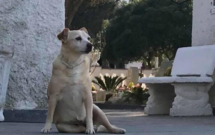 Addio Nicoletta, la cagnolina che da 10 anni vegliava sulla tomba del padrone