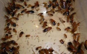 Napoli, nelle municipalità partono le deblattizzazioni: i calendari dell'ASL