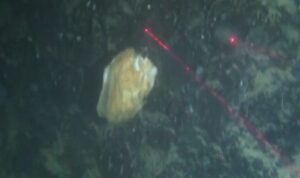 Napoli, lo spettacolo delle ostriche giganti