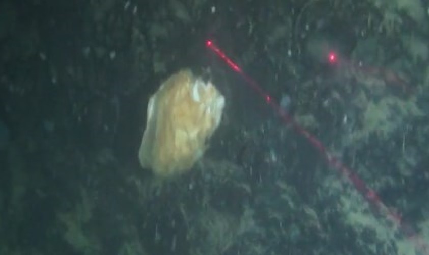 Napoli, lo spettacolo delle ostriche giganti