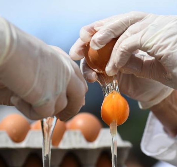 Uova avvelenate con l'insetticida: sequestrati due allevamenti in Campania