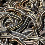 Sarno, è allarme serpenti: invasi i canali di messa in sicurezza