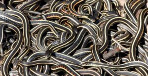 Sarno, è allarme serpenti: invasi i canali di messa in sicurezza