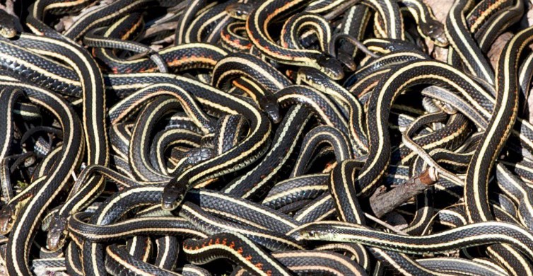 Sarno, è allarme serpenti: invasi i canali di messa in sicurezza