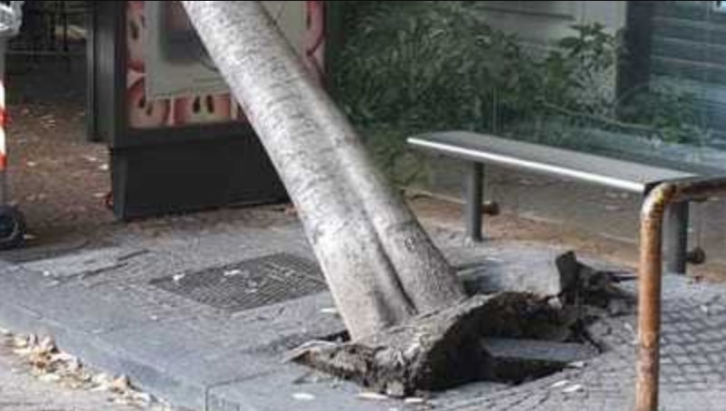 Vomero, tragedia sfiorata: albero crolla davanti la funicolare