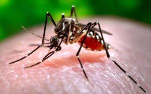 17 casi di Chikungunya, stop alle donazioni di sangue a Roma: appello alle altre Regioni