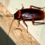 Napoli, invasione di blatte in pieno centro: residenti esausti