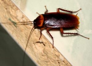 Napoli, invasione di blatte in pieno centro: residenti esausti