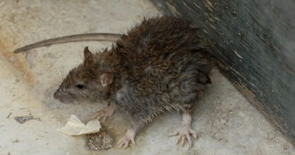 Problema in città, invasione di topi di grandi e piccole dimensioni