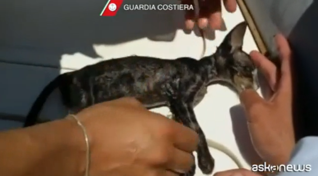 salvano gattino in mare