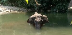 Elefantessa incinta uccisa con un ananas imbottito di petardi, il video dello scempio