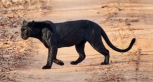 Paura nel Beneventano, segnalata la presenza di una pantera in strada, il sindaco: "State attenti"