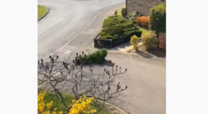 Inghilterra, uomo si traveste da cespuglio per evitare controlli: il video è virale