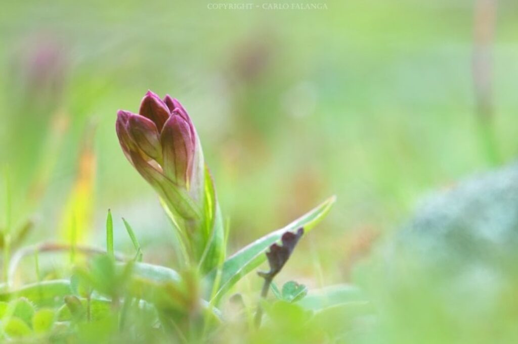 Il Vesuvio torna a fiorire dopo l'incendio devastante: spuntano di nuovo le orchidee