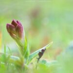 Il Vesuvio torna a fiorire dopo l'incendio devastante: spuntano di nuovo le orchidee