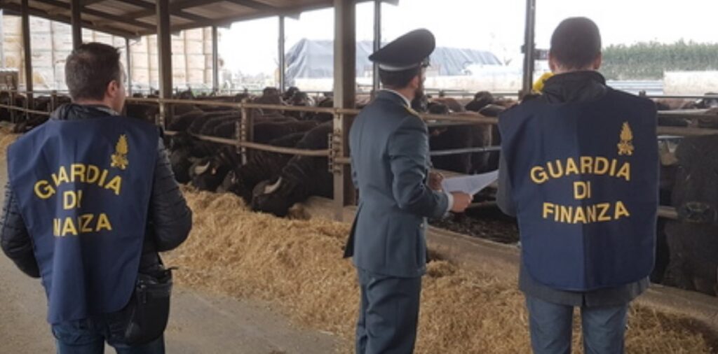 Camorra, sequestrata azienda bufalina dal valore di 2 milioni di euro appartenente agli Zagaria