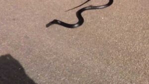 Paura in un parco di Salerno, trovato un serpente sull'asfalto