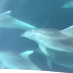 Il mare è pulito e il Golfo di Napoli si riempe di delfini, lo spettacolo che incanta