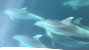 Il mare è pulito e il Golfo di Napoli si riempe di delfini, lo spettacolo che incanta